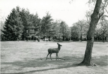 Deer statue in Triangle Park